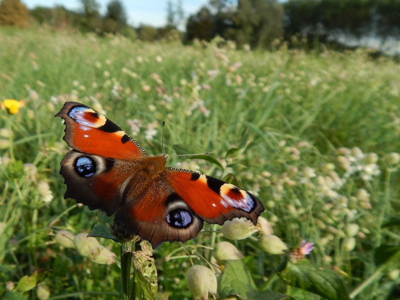 Aglais io : sempre uno spettacolo.